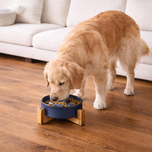 Dog eating from a blue ceramic slow-feed bowl on a wooden floor with a white couch in the background